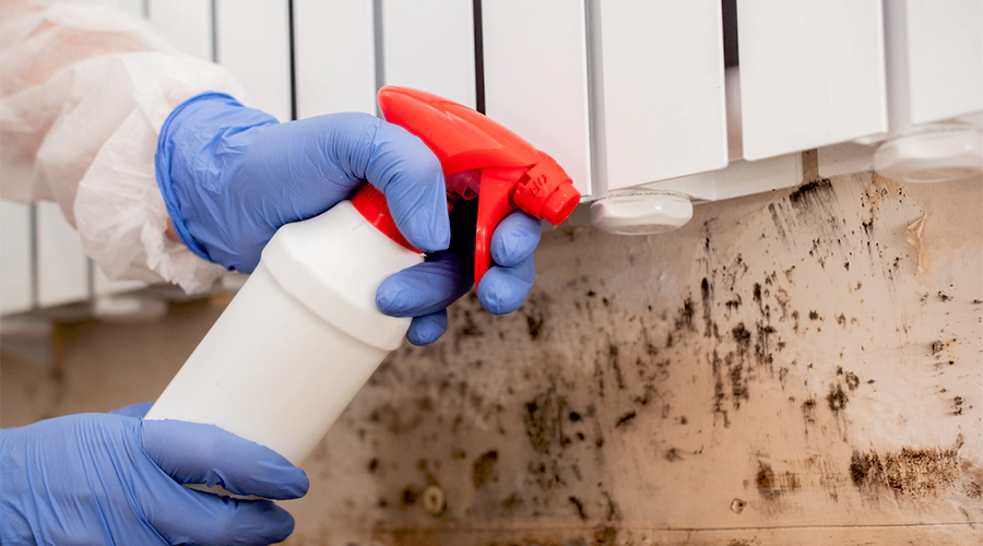 Mould restoration in Australia