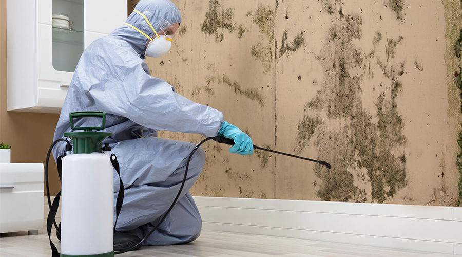 professional-mould-remediation-company