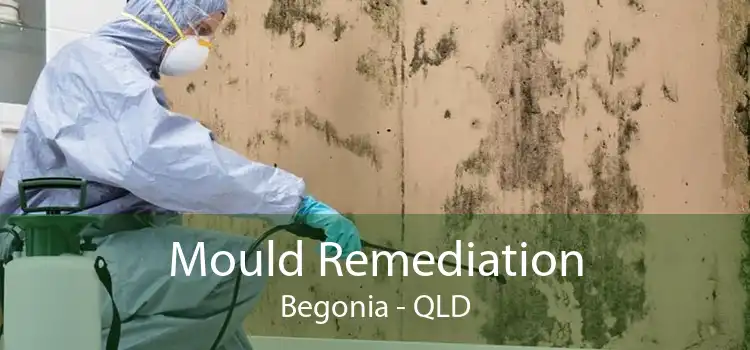 Mould Remediation Begonia - QLD