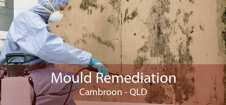 Mould Remediation Cambroon - QLD