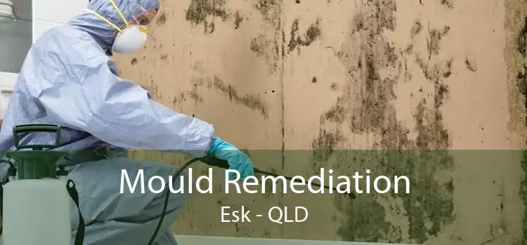 Mould Remediation Esk - QLD