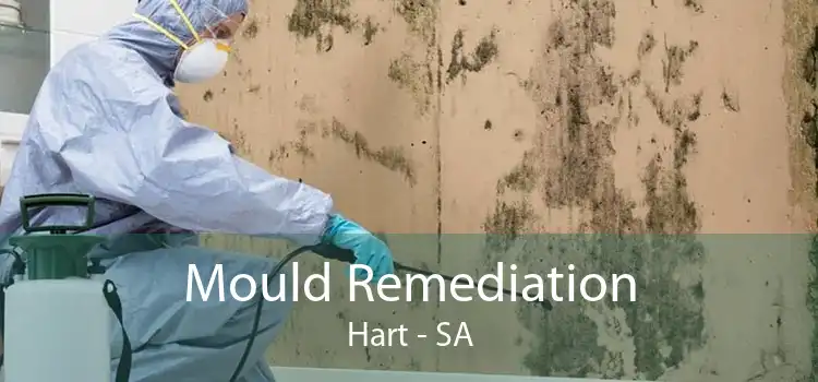 Mould Remediation Hart - SA