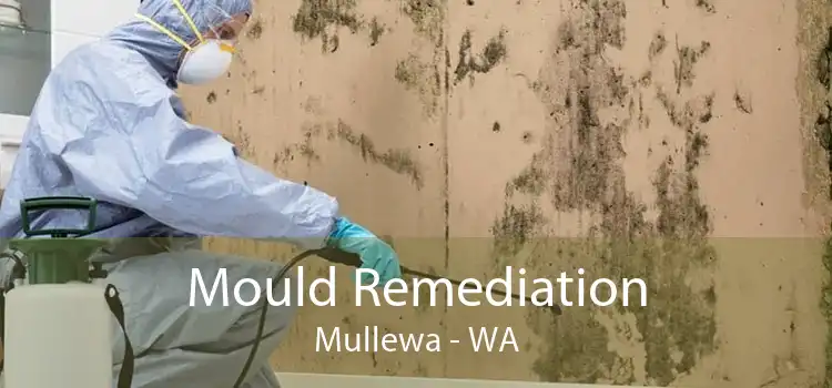 Mould Remediation Mullewa - WA