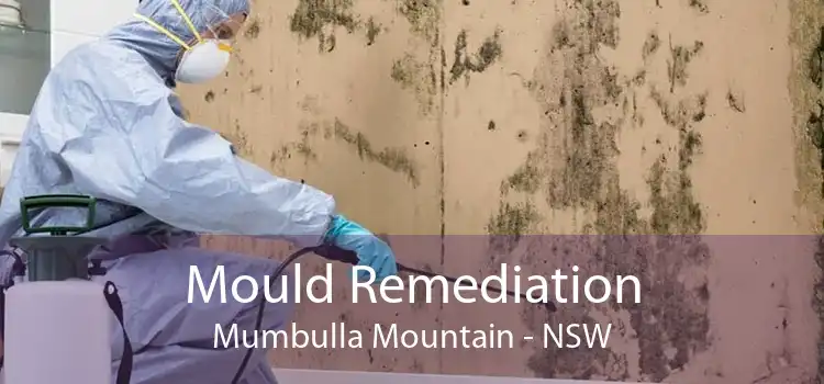 Mould Remediation Mumbulla Mountain - NSW