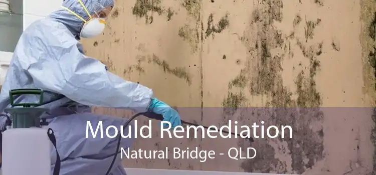 Mould Remediation Natural Bridge - QLD