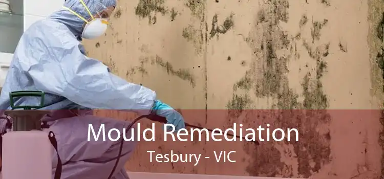 Mould Remediation Tesbury - VIC