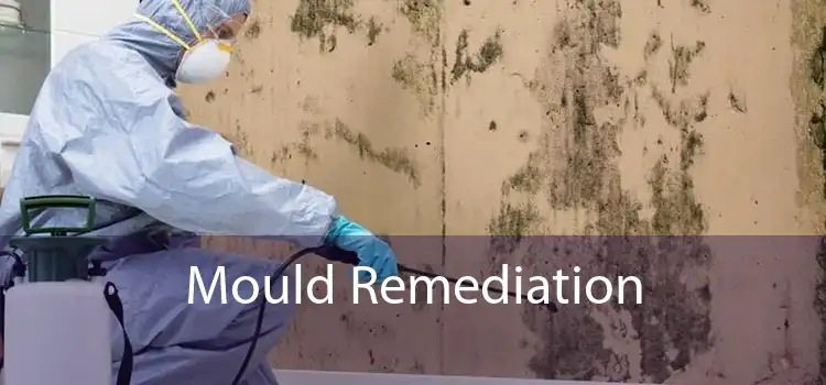 Mould Remediation 