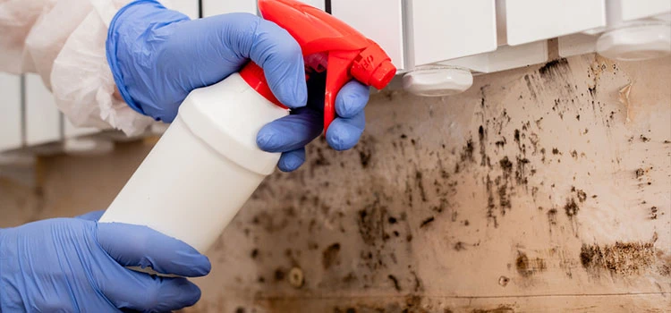 Mould Inspection Fulham