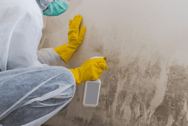 Mould Remediation Whyalla Norrie