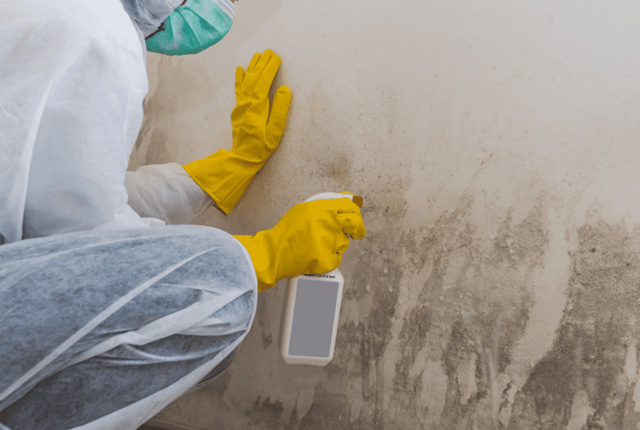 Mould Remediation The Gap