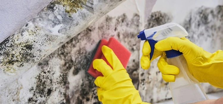 Mould Removal Cost White Rock]