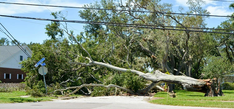 Storm Damage Repair Contractors Newtown